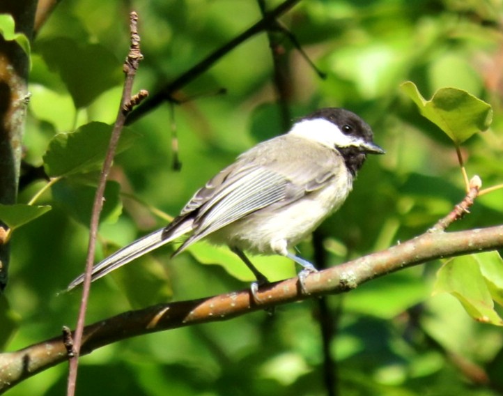 Carolina Chickadee - ML168063091