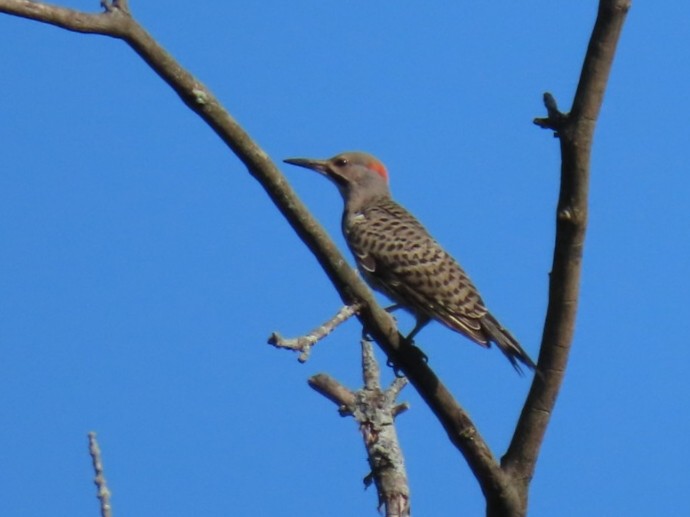 Northern Flicker - ML168063161