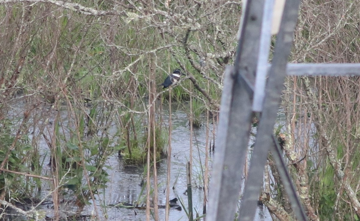 Belted Kingfisher - ML168066401