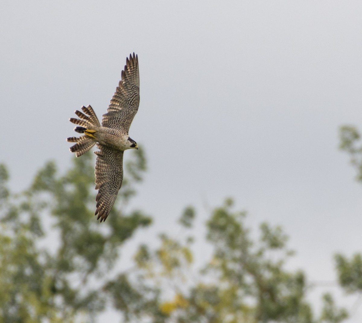 Peregrine Falcon - ML168066591