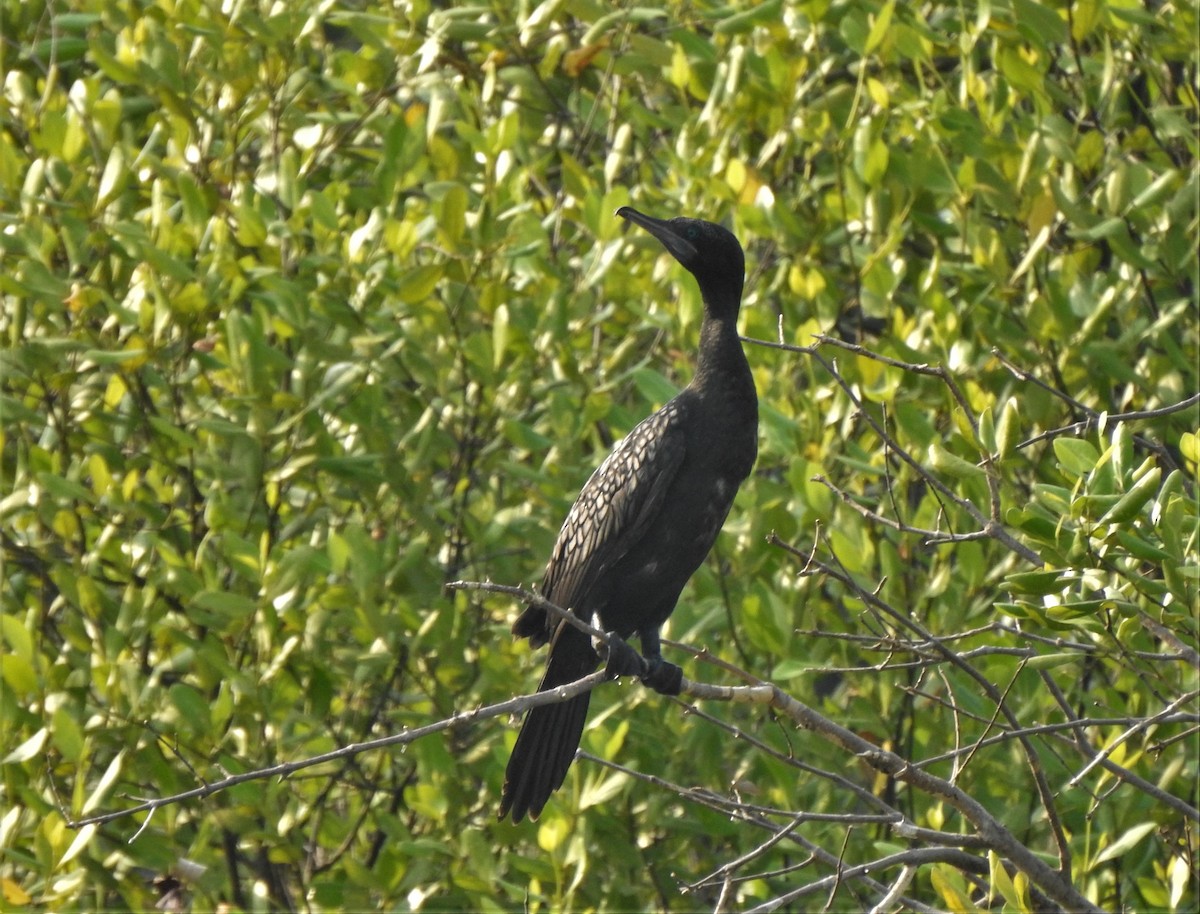 Little Black Cormorant - ML168067031