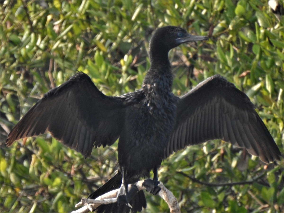 Little Black Cormorant - ML168067041