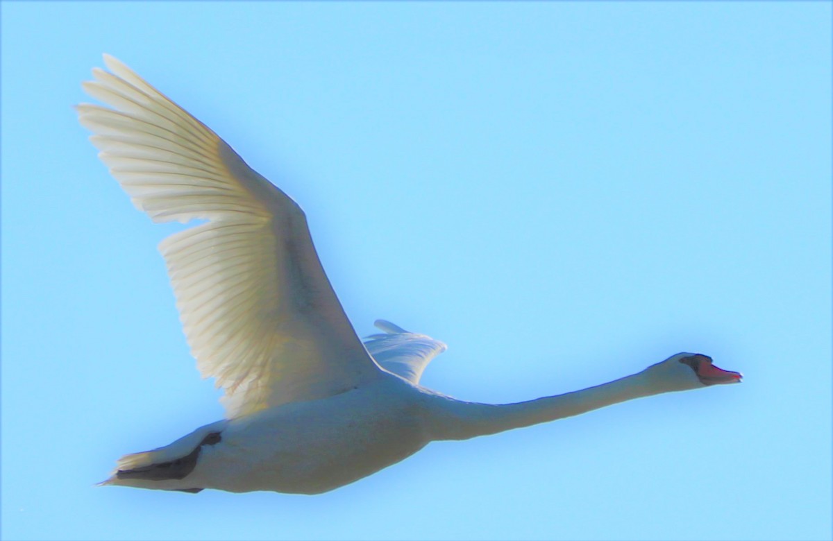 Mute Swan - ML168068611