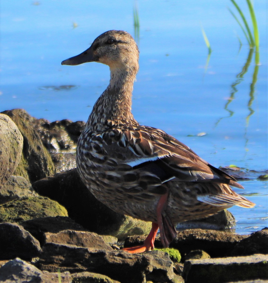 Mallard - ML168068751