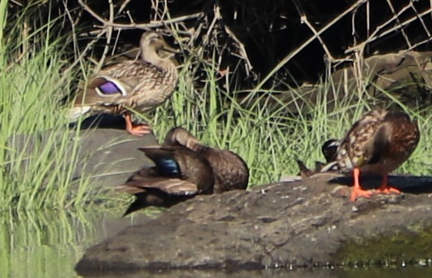 American Black Duck - ML168068871