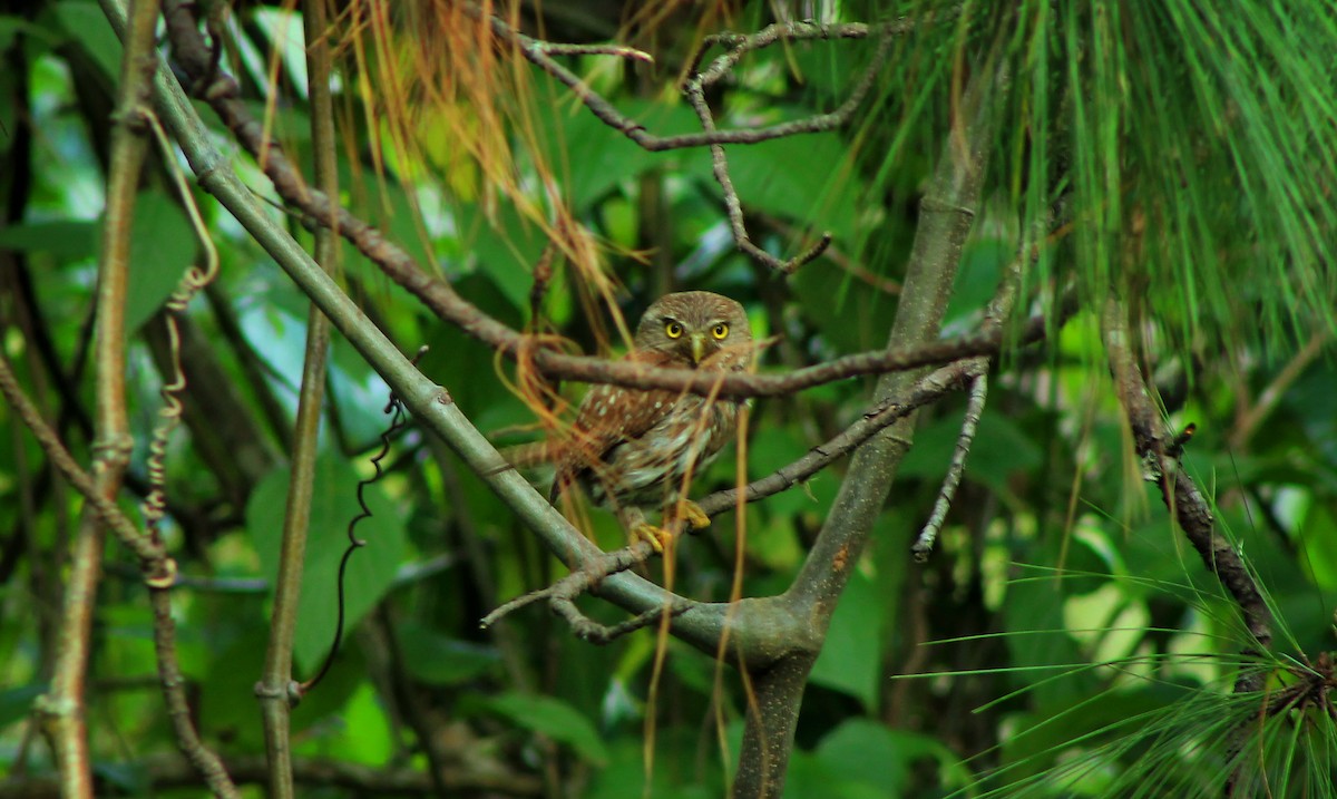Ferruginous Pygmy-Owl - ML168069891