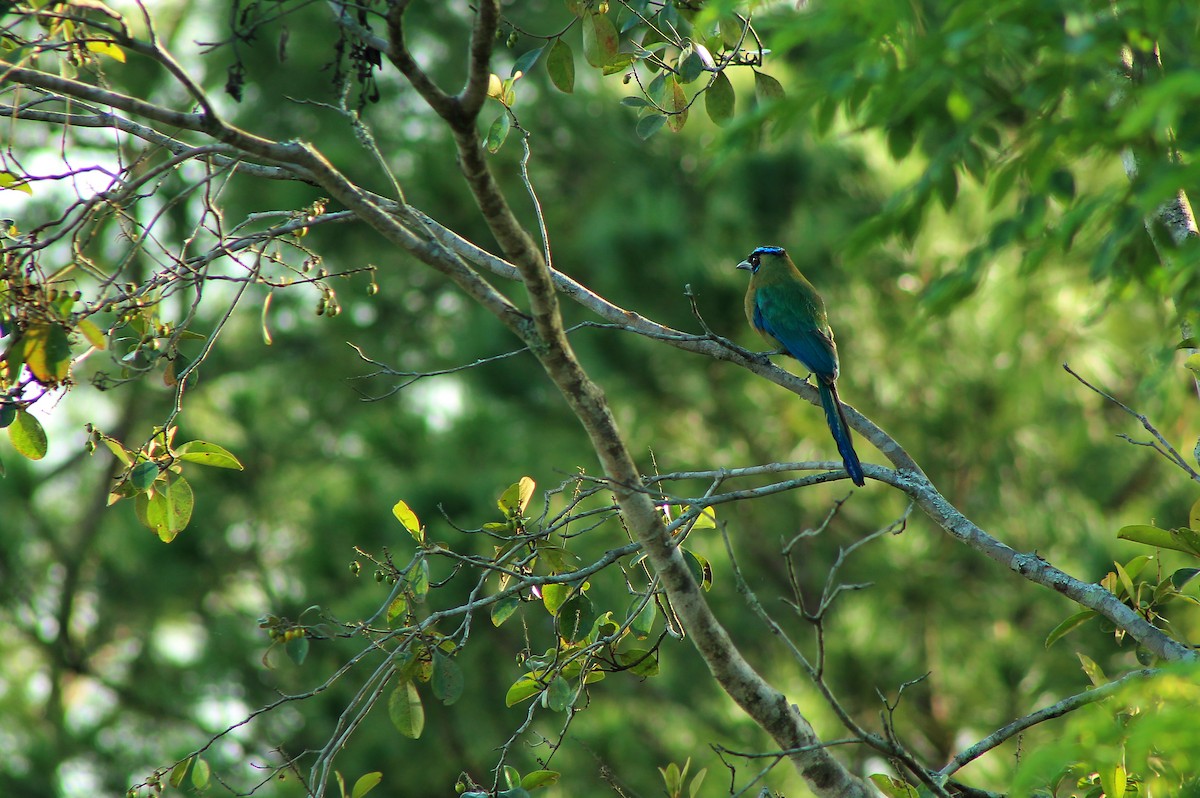 Lesson's Motmot - ML168069911