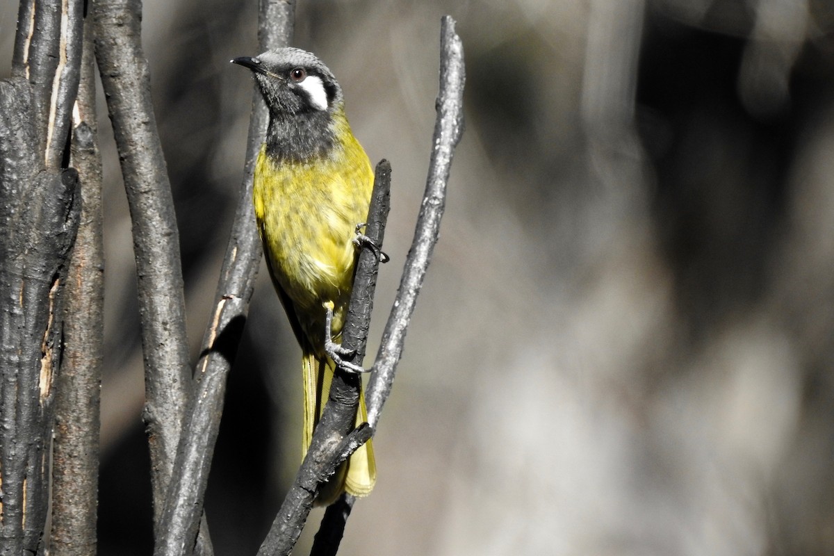 White-eared Honeyeater - ML168070491