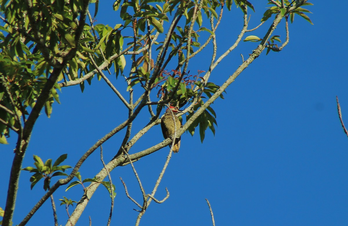 Golden-olive Woodpecker - Diana B. Raudales