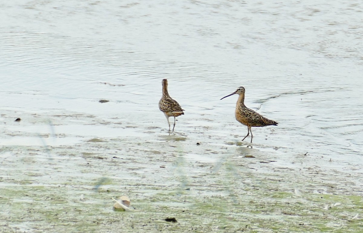 Short-billed Dowitcher - ML168070641