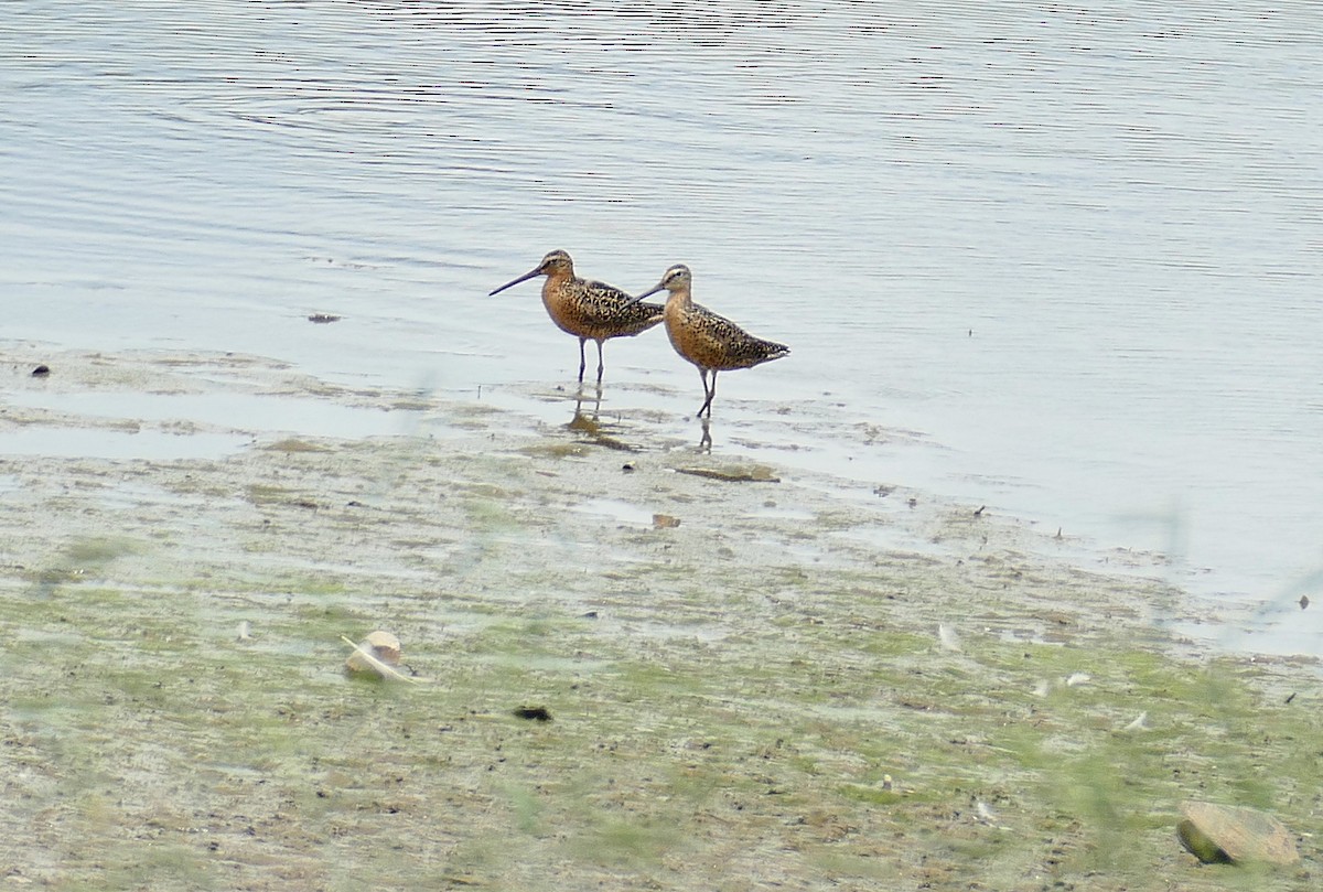 Short-billed Dowitcher - ML168070661