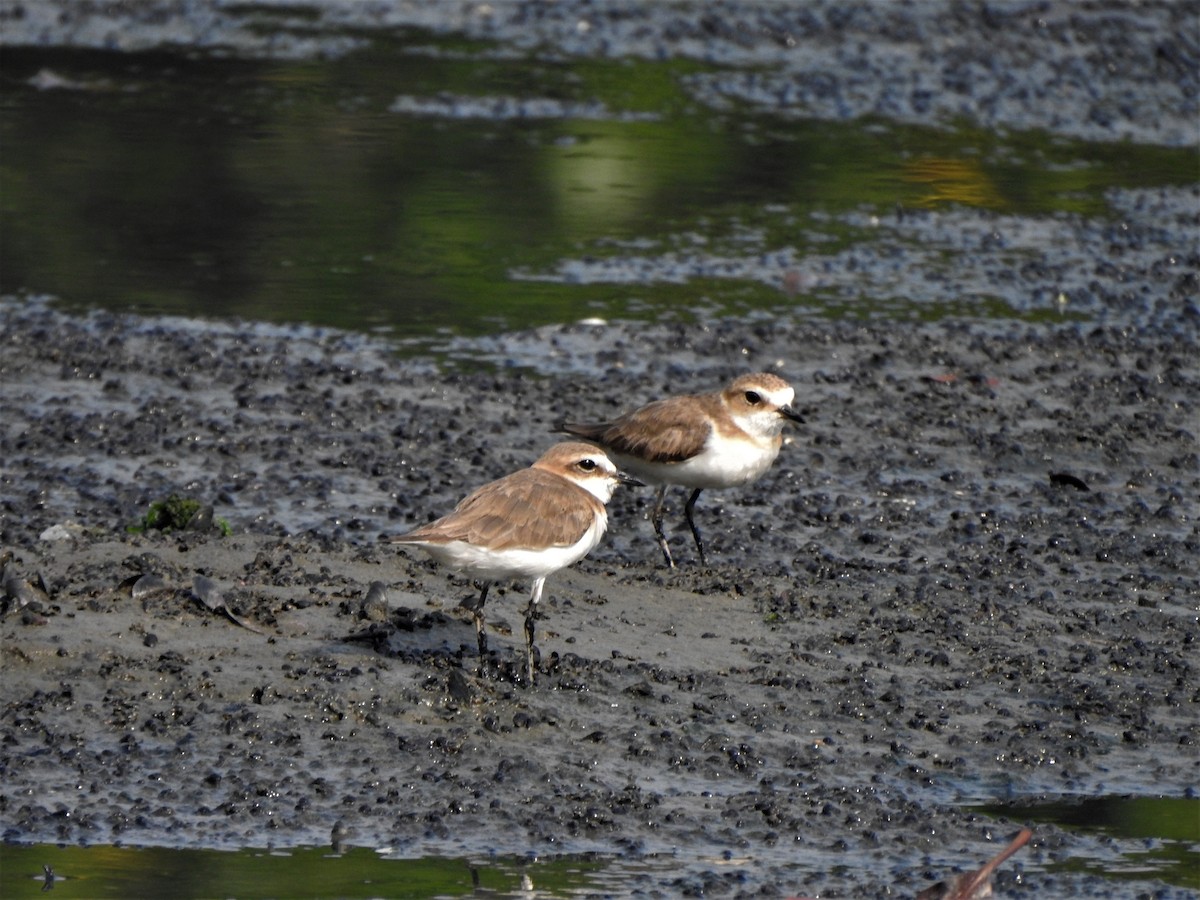 Javan Plover - ML168070971