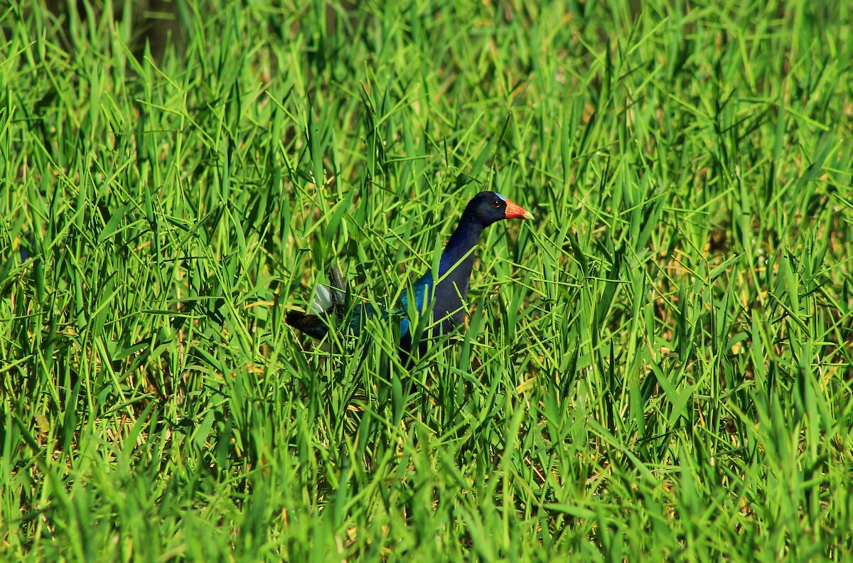 Purple Gallinule - ML168071251