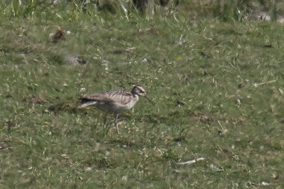 Little Curlew - Johan HP Johansson