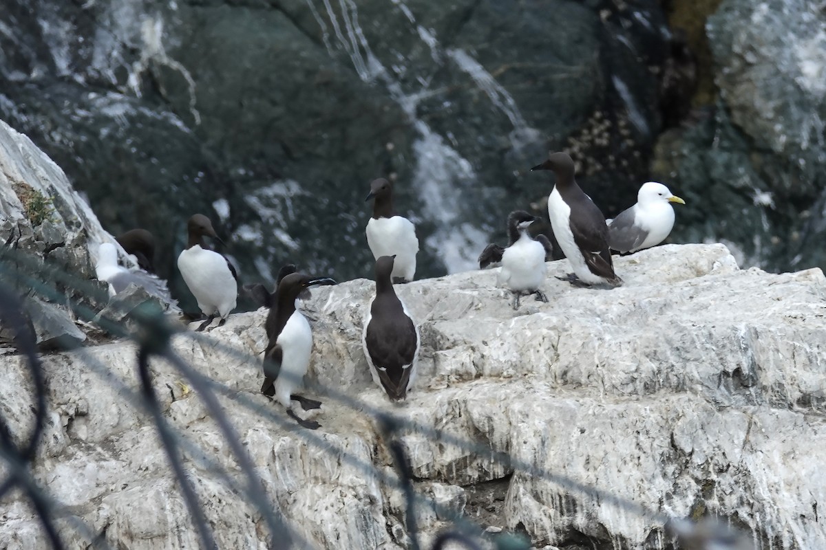 Common Murre - ML168071621