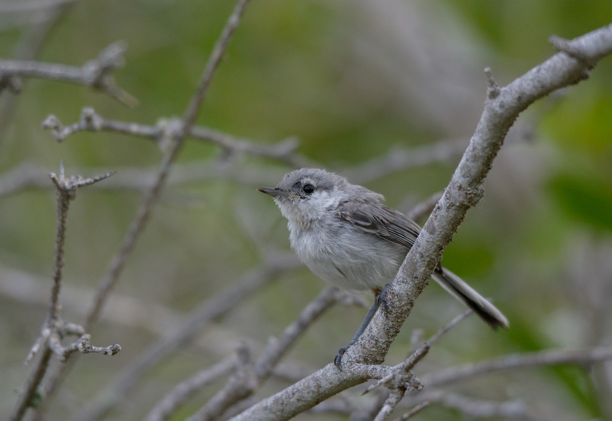 Yucatan Gnatcatcher - Luis Trinchan