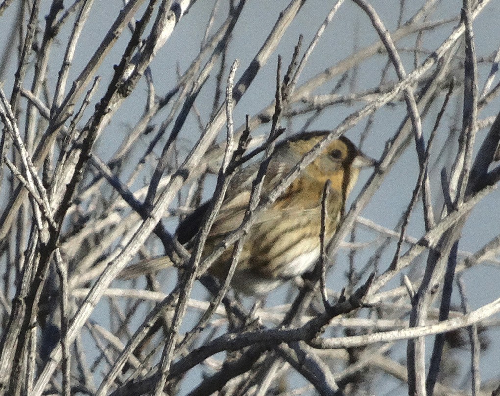 Nelson's Sparrow - ML168074731