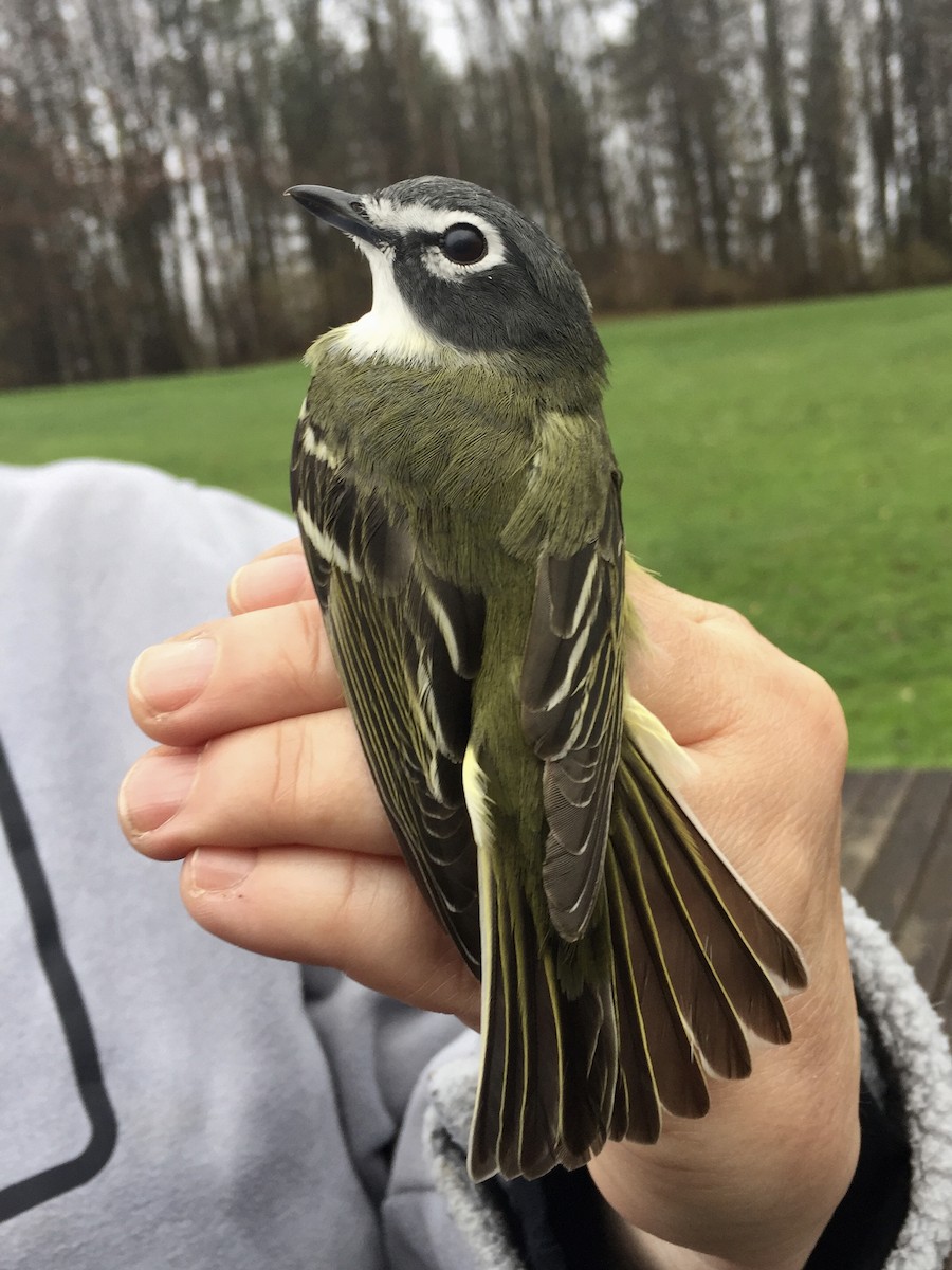 Blue-headed Vireo - ML168077701