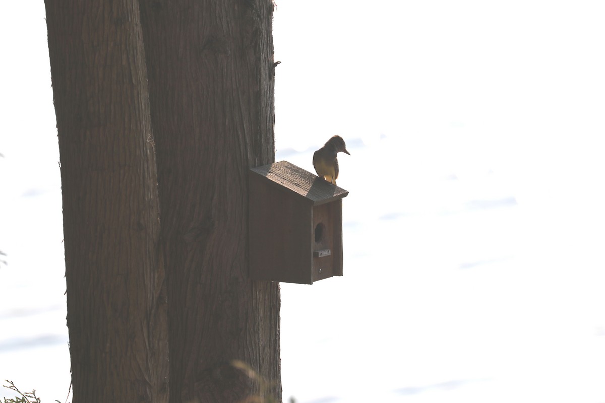 Great Crested Flycatcher - ML168078721