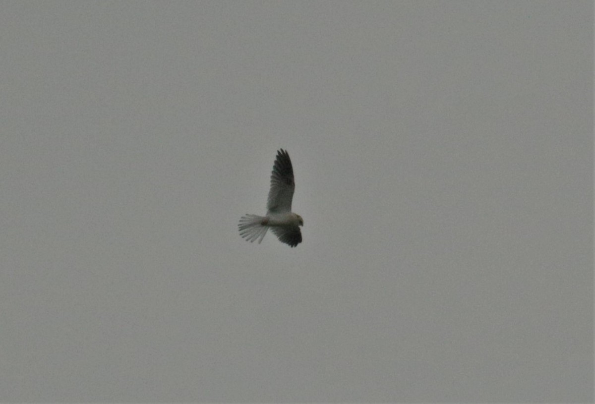 White-tailed Kite - ML168078731