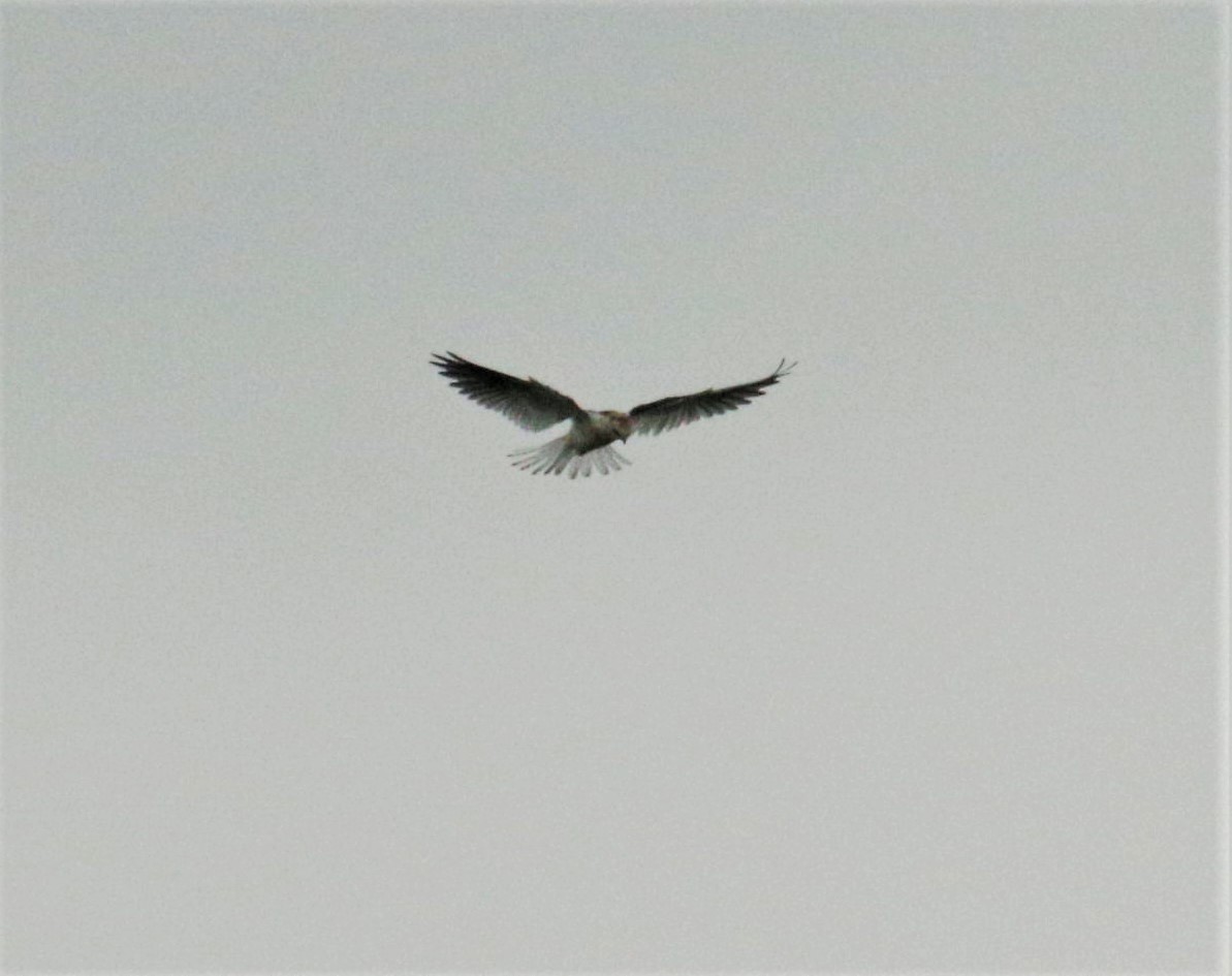 White-tailed Kite - ML168078741