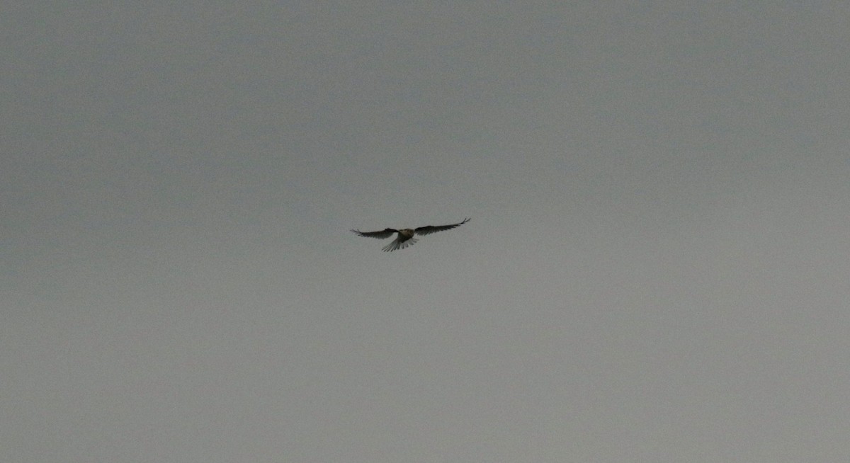 White-tailed Kite - ML168078761