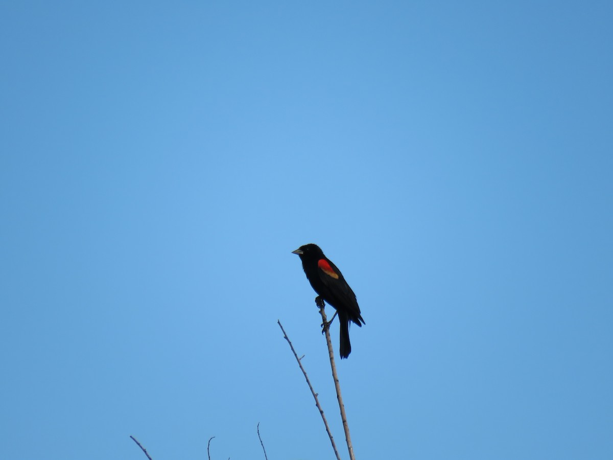 Red-winged Blackbird - Oscar Enrique López Bujanda