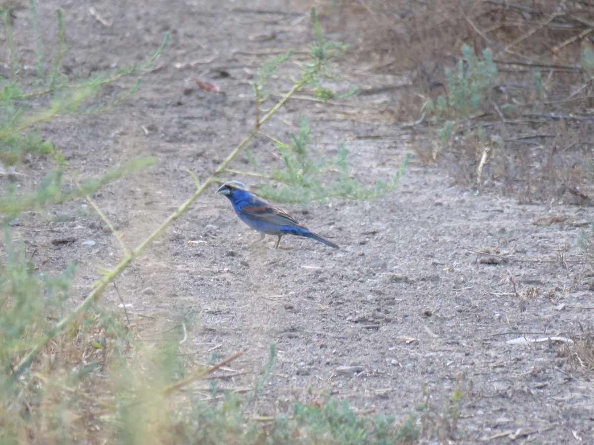 Guiraca bleu - ML168080601