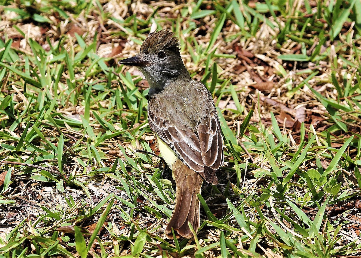Great Crested Flycatcher - ML168082441