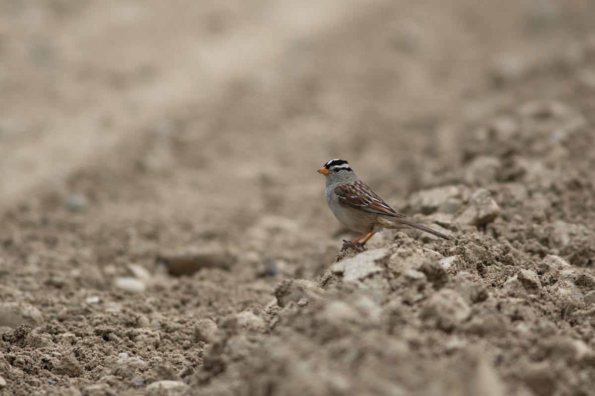 White-crowned Sparrow - ML168084701