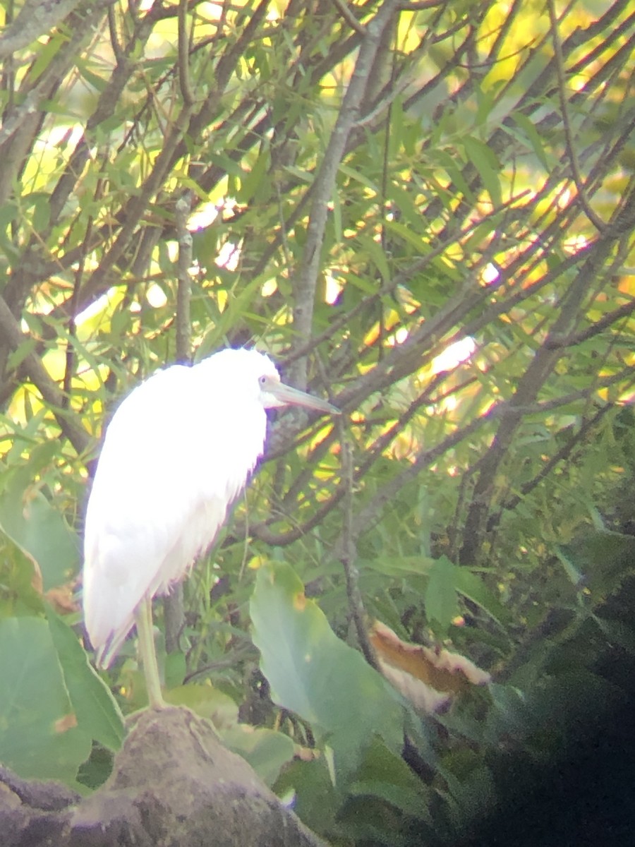 Little Blue Heron - ML168085101