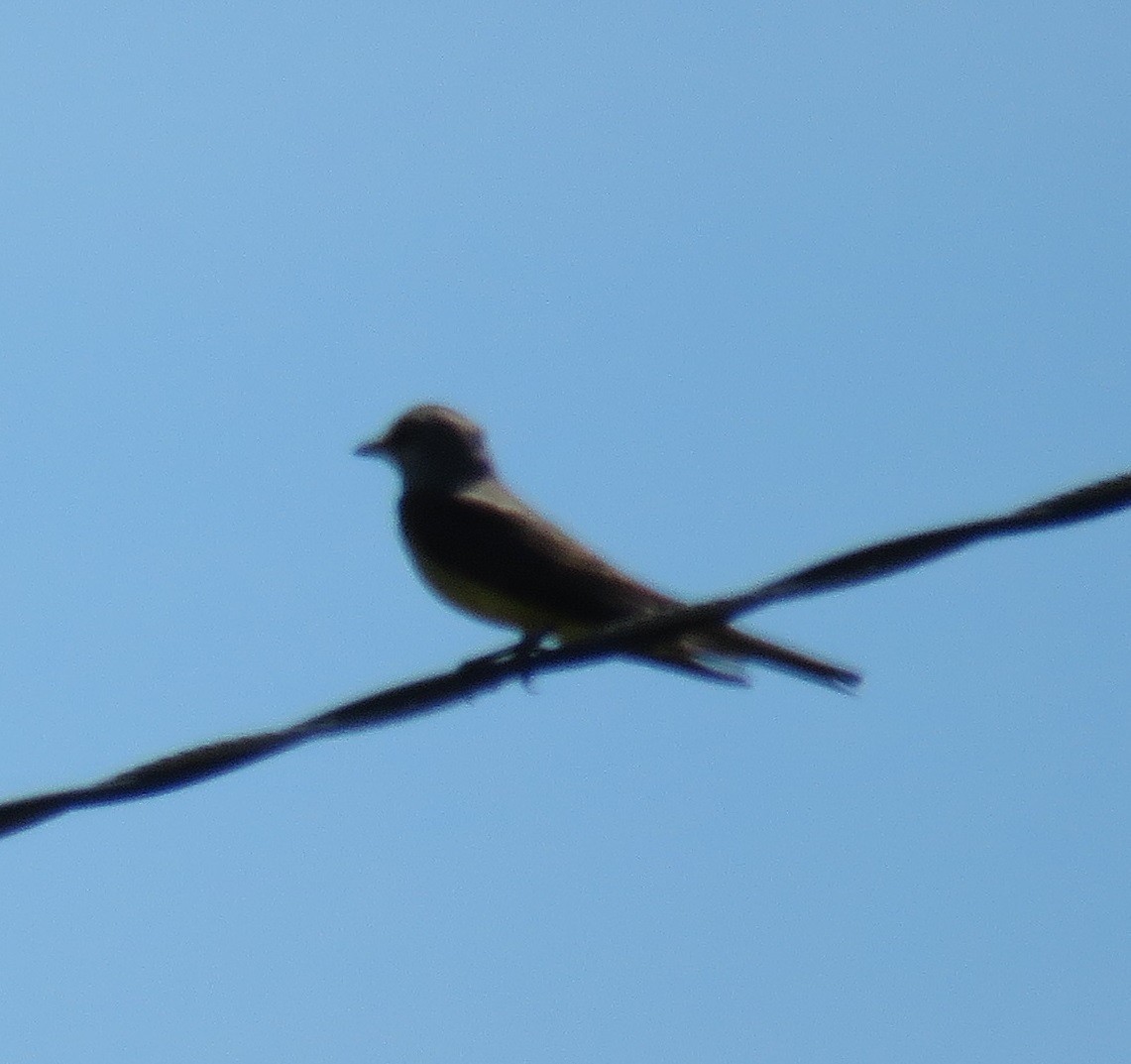 Western Kingbird - ML168086211