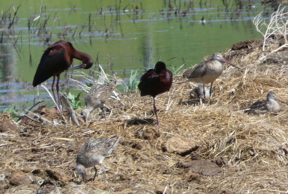 Marbled Godwit - ML168086401