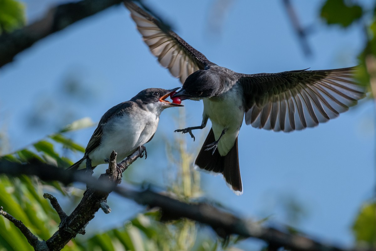 Eastern Kingbird - ML168086701