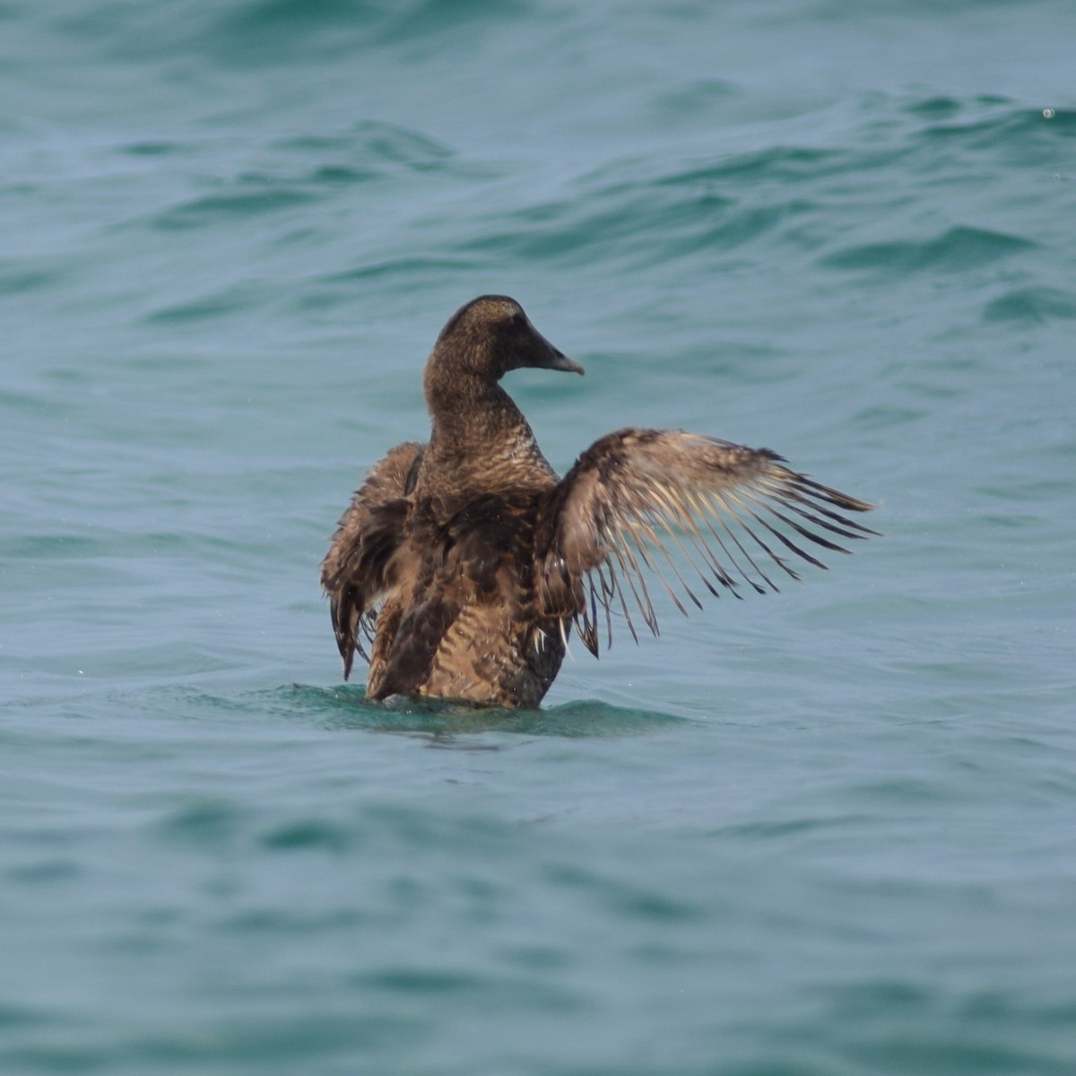 Common Eider - ML168087301