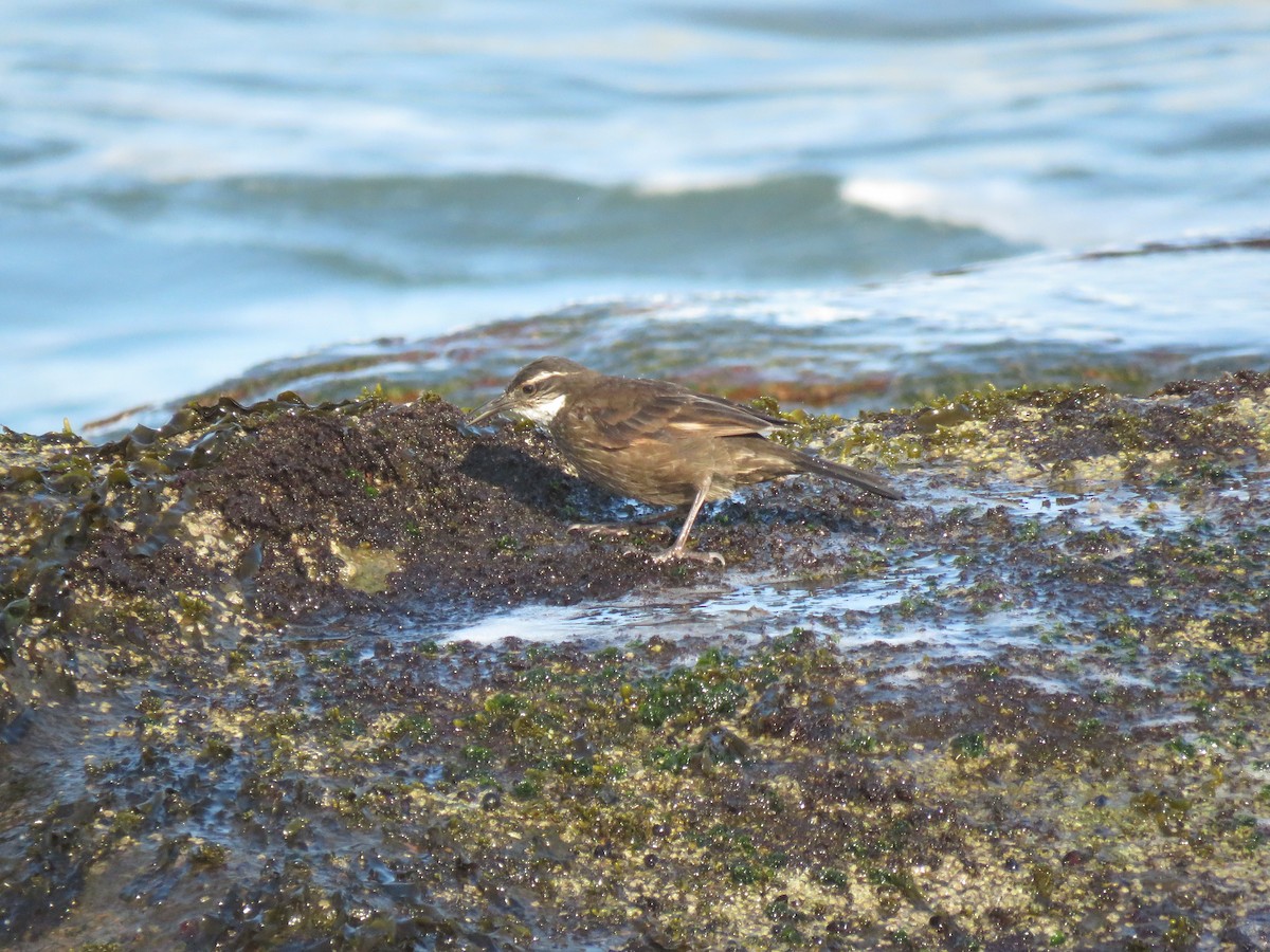 Buff-winged Cinclodes - ML168088121