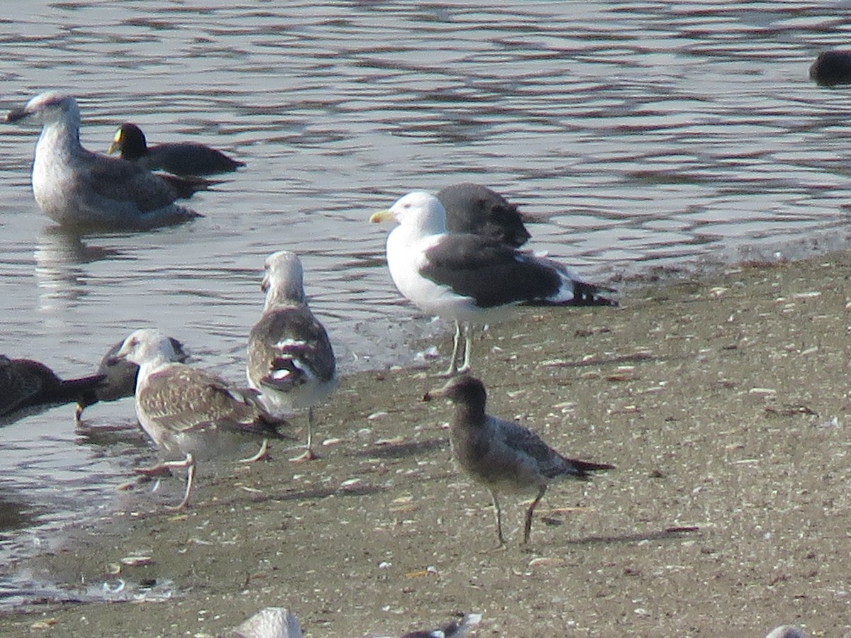 Belcher's Gull - Marcelo Olivares Herrera