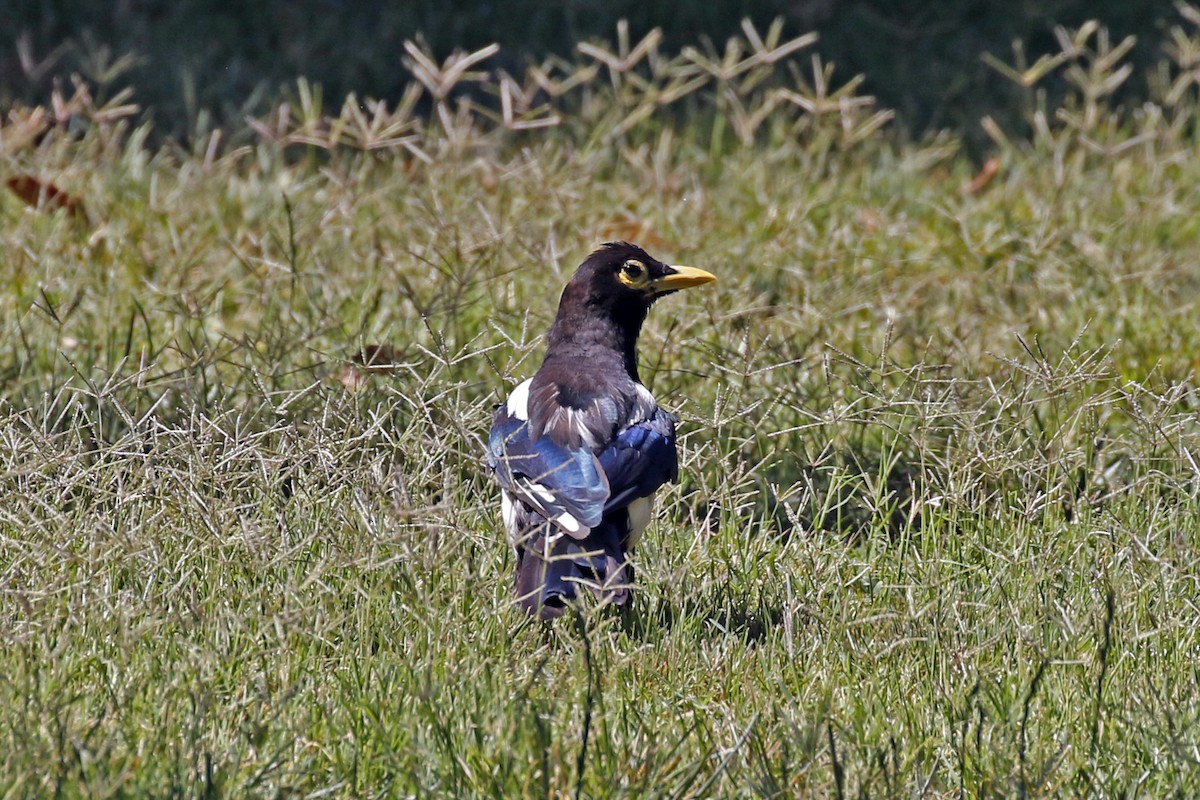 Yellow-billed Magpie - ML168090031