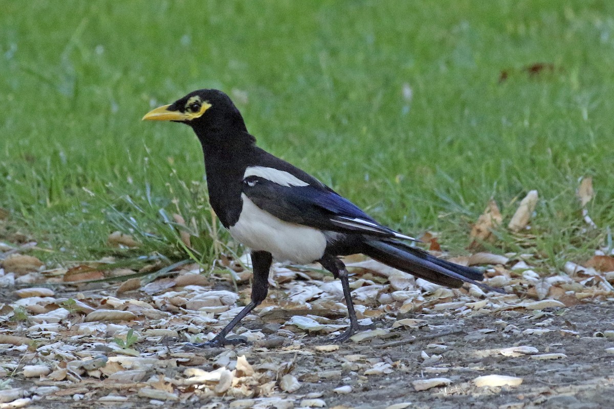 Yellow-billed Magpie - ML168090051