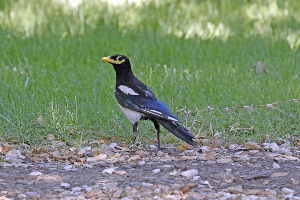 Yellow-billed Magpie - ML168090091