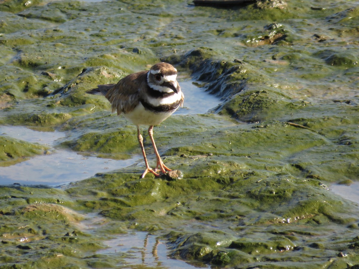 Killdeer - ML168090731