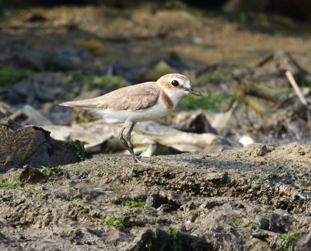 Javan Plover - ML168090861