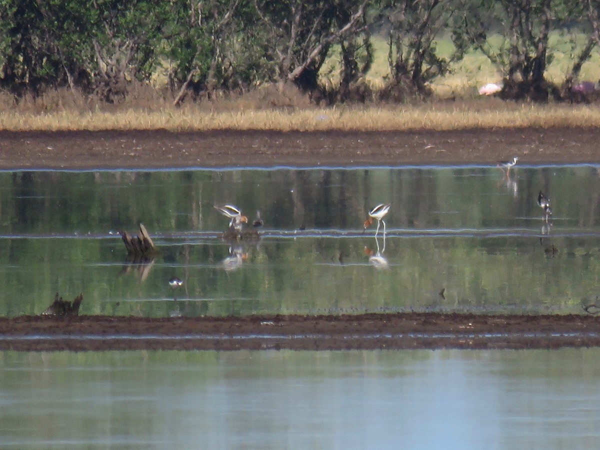 American Avocet - John van Dort