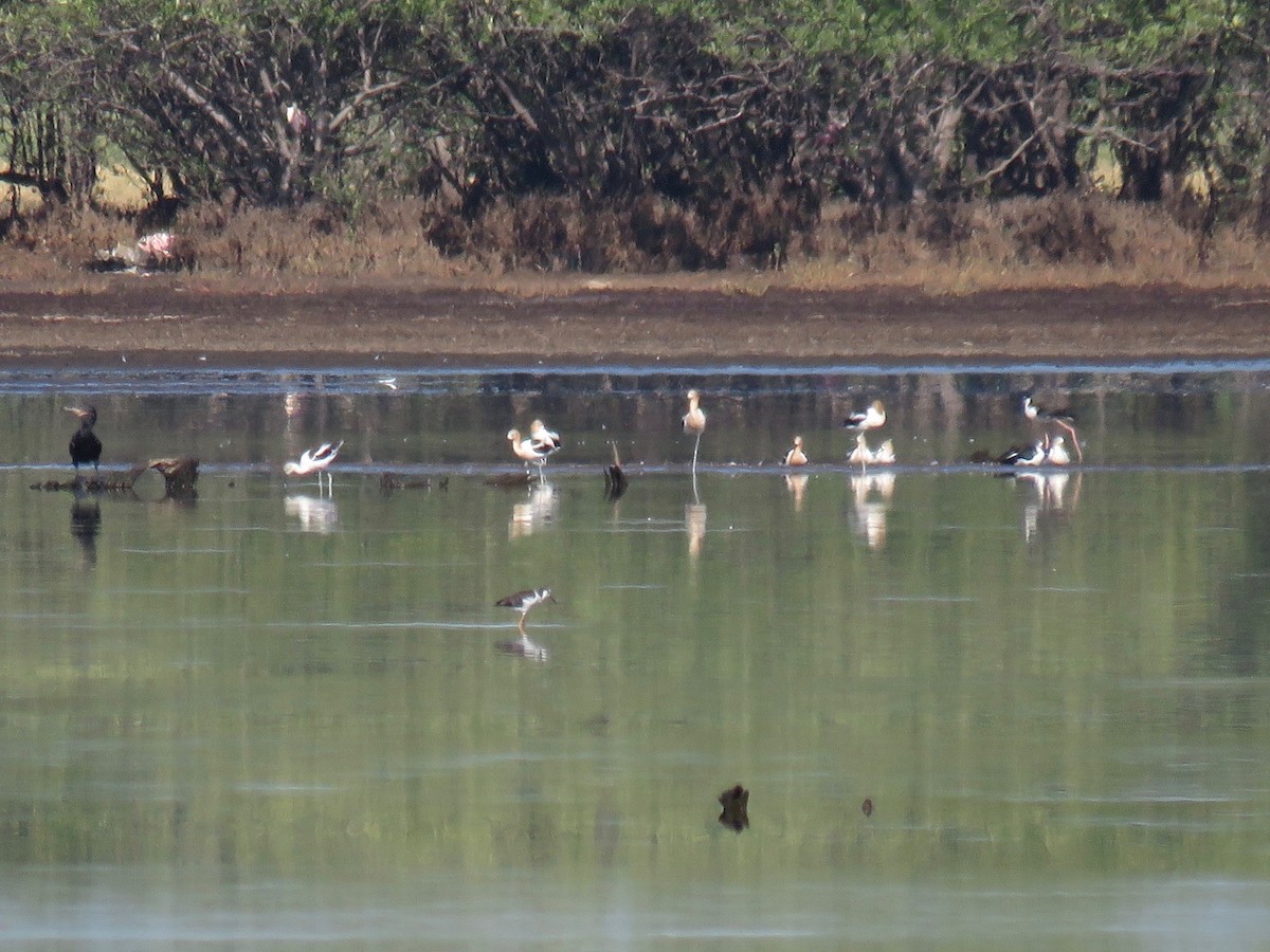 American Avocet - John van Dort