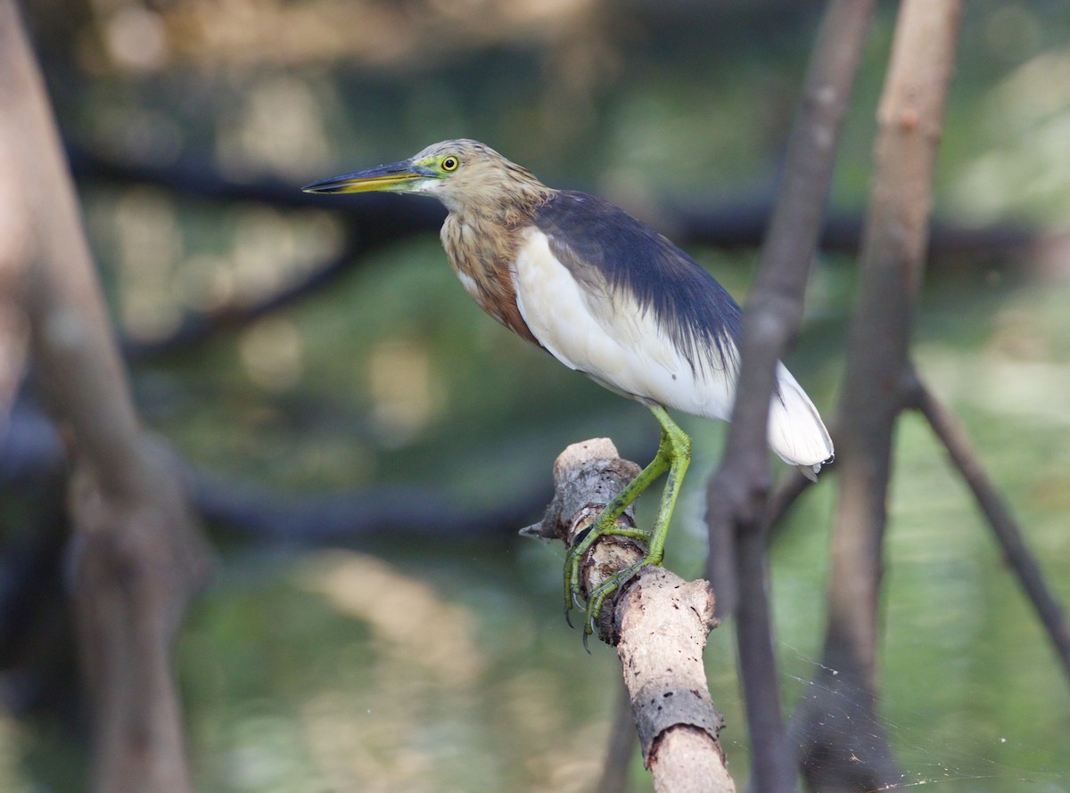 Javan Pond-Heron - Scott Baker