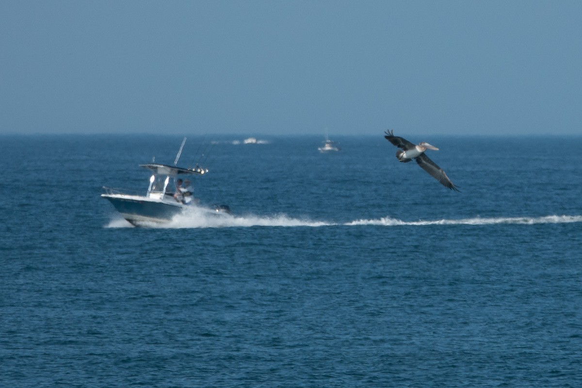 Brown Pelican - ML168093121