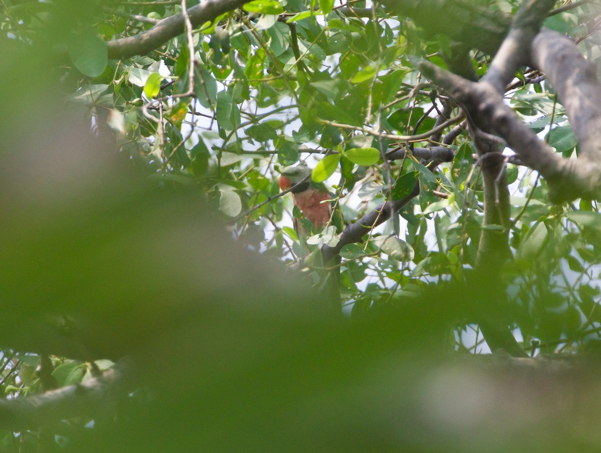 Red-breasted Parakeet - ML168093381