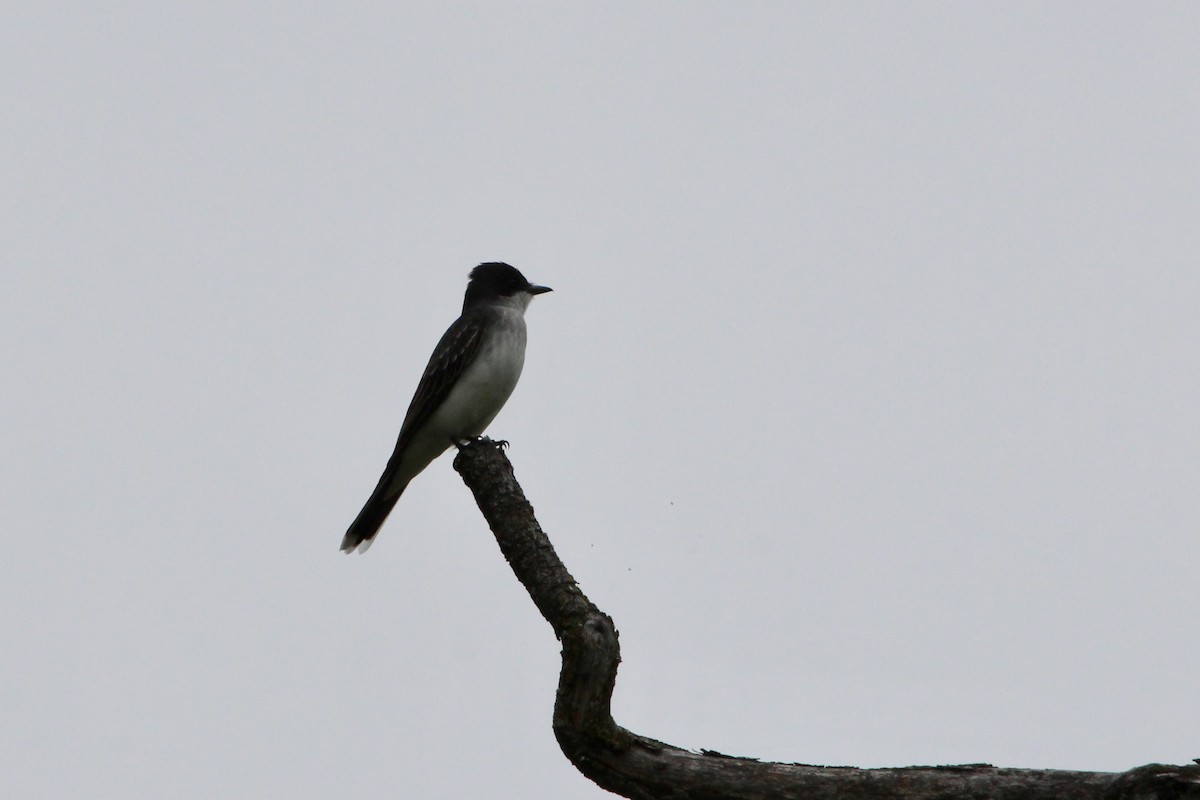 Eastern Kingbird - ML168093451