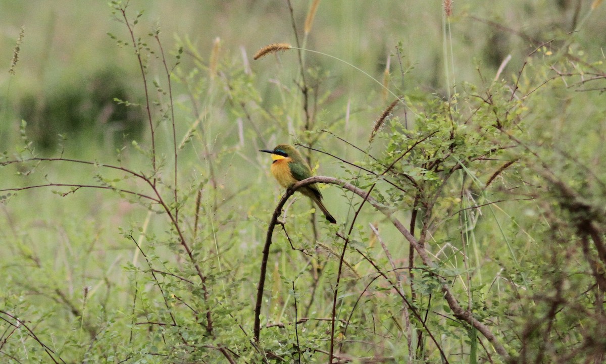 Little Bee-eater - ML168093551