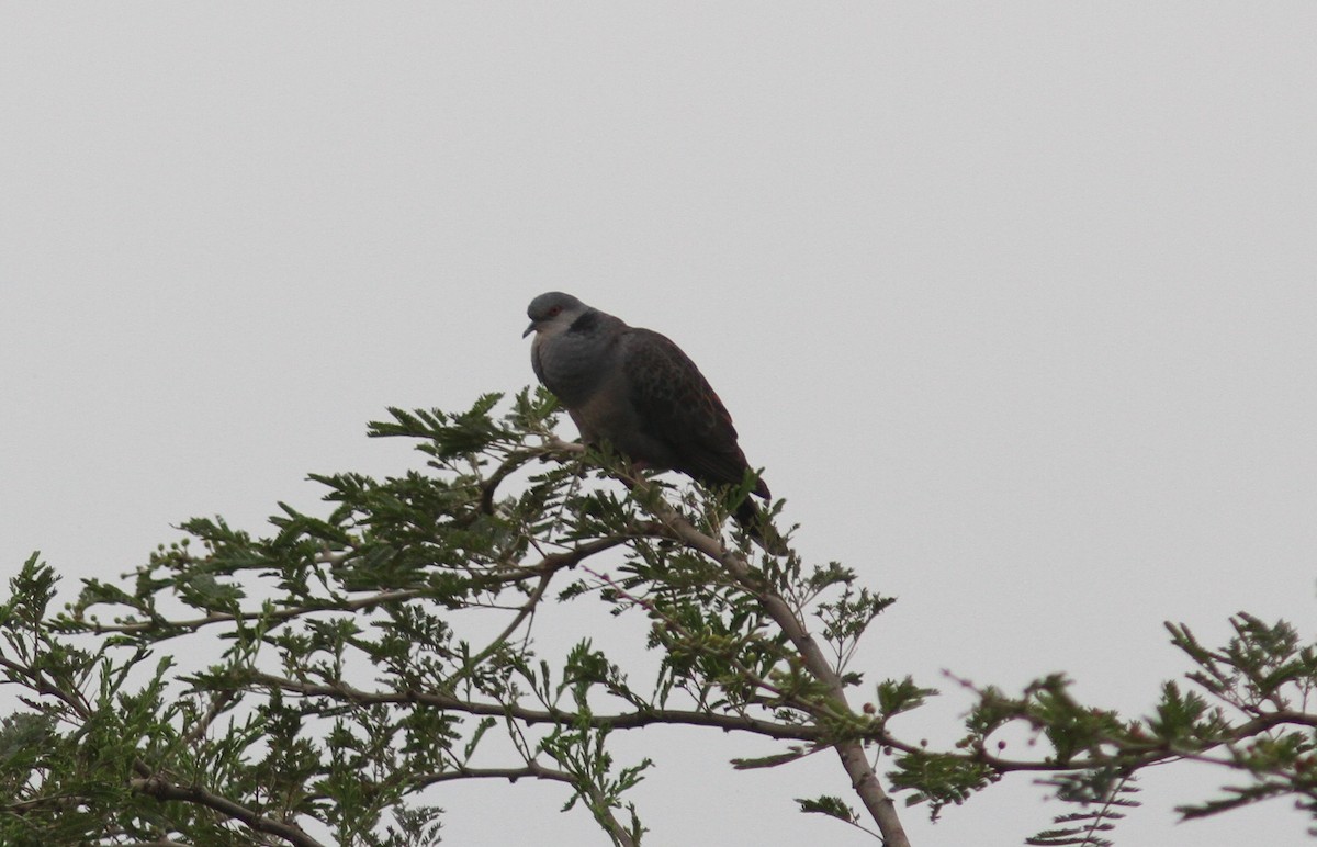 Red-eyed Dove - Tom Beeke